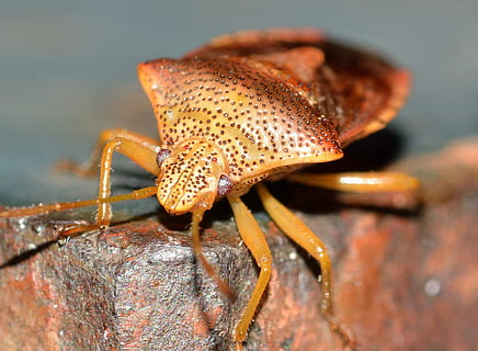 hemiptera, insetto, un animale, temi animali, animali allo stato selvatico, fauna selvatica, nessuno, avvicinamento, animale, invertebrato, all'aperto, giorno, natura, messa a fuoco selettiva, macro, parte del corpo animale, concentrarsi sulle conoscenze acquisite, Granchio, antenna animale, colore arancione, artiglio, marino, 1080P, CC0, dominio pubblico, privo di copyright