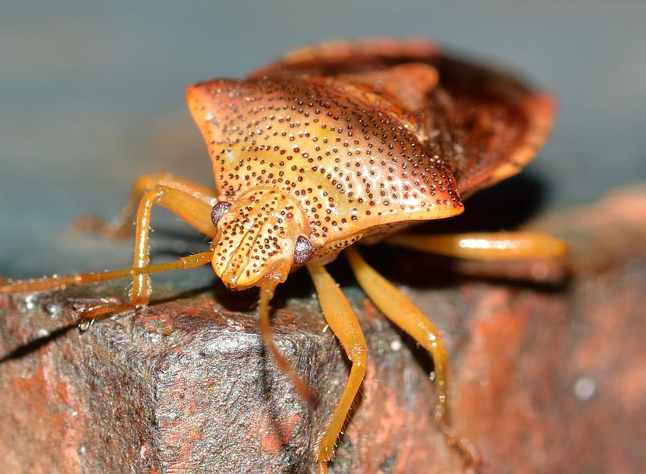 hemiptera, insecte, error, un animal, temes d'animals, animals a la natura, fauna animal, cap gent, primer pla, animal, invertebrat, a l'aire lliure, dia, naturalesa, enfocament selectiu, macro, part del cos dels animals, centrar-se en primer pla, cranc, antena animal, color taronja, urpa, marí, 1080P