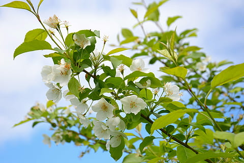 blanc, flors de pètals, arbre, pomera, florir, branca, fulles, flors blanques, cel, naturalesa, verd, planta, flor, planta amb flors, frescor, full, part de la planta, bellesa a la natura, creixement, primer pla, fragilitat, vulnerabilitat, Color blanc, menjar, primavera, menjar i beguda, cap gent, dia, cap de flor, a l'aire lliure, 4K, CC0, domini públic, lliure de regalies