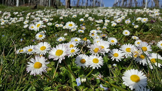 wit, bloem veld, bloeien, madeliefje, weide, dichtbij, de lente, bloemen, bloemenweide, natuur, groen, wilde bloemen, gras, zomer weide, stormloop, bloesem, fabriek, grassprieten, grassen, mooi, geel, genieten, gazon bloem, zomer, tuin-, bloem, groei, bloemhoofd, bloemblad, onbeschaafd, focus op de voorgrond, bloeiende plant, versheid, breekbaarheid, kwetsbaarheid, bloeiwijze, schoonheid in de natuur, detailopname, witte kleur, land-, veld-, dag, geen mensen, stuifmeel, lente, buitenshuis, bloemenbed, 5K, CC0, publiek domein, royaltyvrij