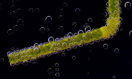 drink, clean, bubbles, straw, clear, gas bubbles, liquid, water, black background, no people, yellow, studio shot, green color, multi colored, science, research, indoors, animal, biology, education, beauty in nature, nature, sea, abstract, underwater, bubble, marine, 5K, CC0, public domain, royalty free