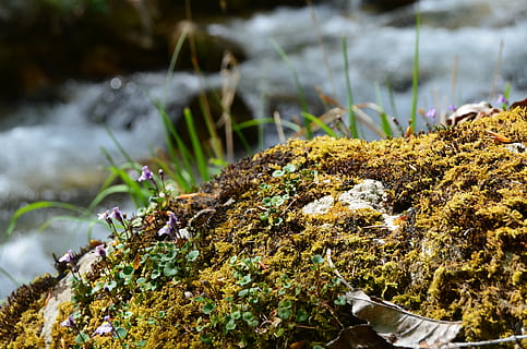 stream, moss, mountain, water, clear water, plant, growth, no people, nature, day, focus on foreground, close-up, beauty in nature, tranquility, selective focus, land, green color, outdoors, tree, fungus, vulnerability, fragility, lichen, 4K, CC0, public domain, royalty free