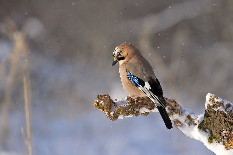 selectiu, focalitzar la fotografia, eurasiàtic, jay, ocell, konar, hivern, naturalesa, vida salvatge, animal, a l'aire lliure, animals a la natura, branca, neu, bec, fauna animal, temes d'animals, vertebrats, un animal, temperatura de fred, cap gent, centrar-se en primer pla, dia, aigua, bellesa a la natura, posat, longitud completa, nevar, 4K