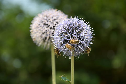 foto macroshot, dente di leone, foto, cardo, fiori, api, gruppo, cinque, fiore, fragilità, natura, crescita, bellezza nella natura, concentrarsi sulle conoscenze acquisite, pianta fiorita, pianta, vulnerabilità, testa di fiore, freschezza, avvicinamento, infiorescenza, petalo, nessuno, giorno, temi animali, stelo vegetale, ape, all'aperto, impollinazione, viola, polline, 4K, CC0, dominio pubblico, privo di copyright