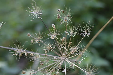 Natura, flora, lato, zbliżenie, na dworze, pora roku, wzrost, roślina, piękno natury, skupić się na pierwszym planie, żadnych ludzi, kruchość, wrażliwość, kwiat, zielony kolor, roślina kwitnąca, dzień, kaktus, świeżość, soczysta roślina, spokój, kolczasty, cierń, nasiona mniszka lekarskiego, 5K, CC0, domena publiczna, darmowe zdjęcia