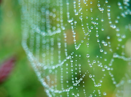 teia de aranha, morgentau, rede, orvalho, gota de orvalho, gotejamento, frisado, úmido, teias de aranha, natureza, nascer do sol, orvalho da manhã, perto, outono, gota de água, agua, solta, fechar-se, molhado, cor verde, frescura, plantar, ninguém, beleza na natureza, chuva, focar em primeiro plano, folha, parte da planta, close-up extremo, foco seletivo, dia, origens, ao ar livre, gota de chuva, pureza, foco suave, 2K, CC0, domínio público, royalty free