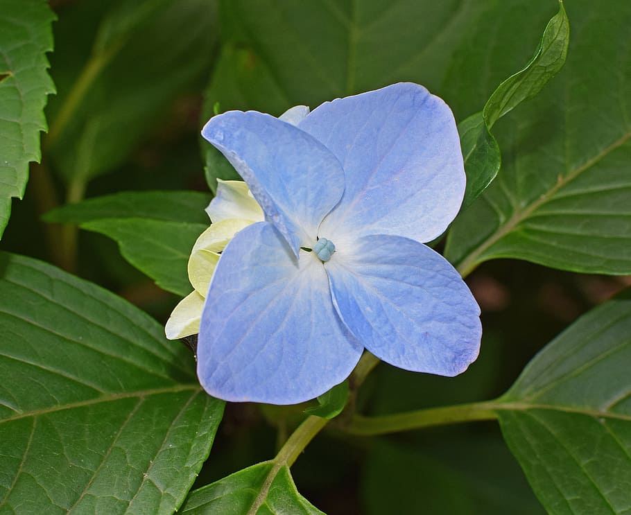 ortensia blava única, ortensia, flors, flor, florir, planta, jardí, primavera, naturalesa, fulles, fullatge, blau, colorit, full, part de la planta, planta amb flors, primer pla, bellesa a la natura, pètal, inflorescència, creixement, color verd, cap de flor, frescor, vulnerabilitat, fragilitat, centrar-se en primer pla, cap gent, a l'aire lliure, porpra, 2K