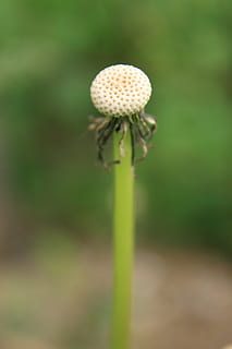 dent de lleó, buit, globus, llavor, plantes, primavera, flor, planta, bellesa a la natura, creixement, planta amb flors, fragilitat, primer pla, vulnerabilitat, frescor, cap gent, camp, tija de la planta, naturalesa, centrar-se en primer pla, dia, enfocament selectiu, terra, inflorescència, cap de flor, llavor de dent de lleó, 4K, CC0, domini públic, lliure de regalies