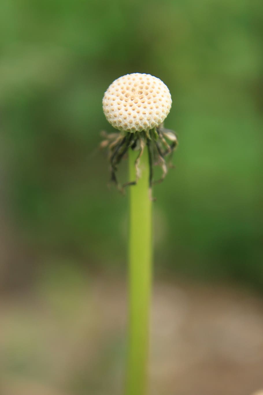 dent de lleó, buit, globus, llavor, plantes, primavera, flor, planta, bellesa a la natura, creixement, planta amb flors, fragilitat, primer pla, vulnerabilitat, frescor, cap gent, camp, tija de la planta, naturalesa, centrar-se en primer pla, dia, enfocament selectiu, terra, inflorescència, cap de flor, llavor de dent de lleó, 4K