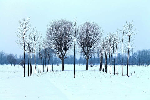 black, trees, day time, day, time, winter, snow, nature, tree, cold - Temperature, landscape, frost, outdoors, season, blue, frozen, sky, white, forest, scenics, rural Scene, non-Urban Scene, ice, tranquil Scene, cold temperature, beauty in nature, bare tree, plant, tranquility, no people, scenics - nature, land, white color, environment, post, wooden post, treelined, 1080P, CC0, public domain, royalty free