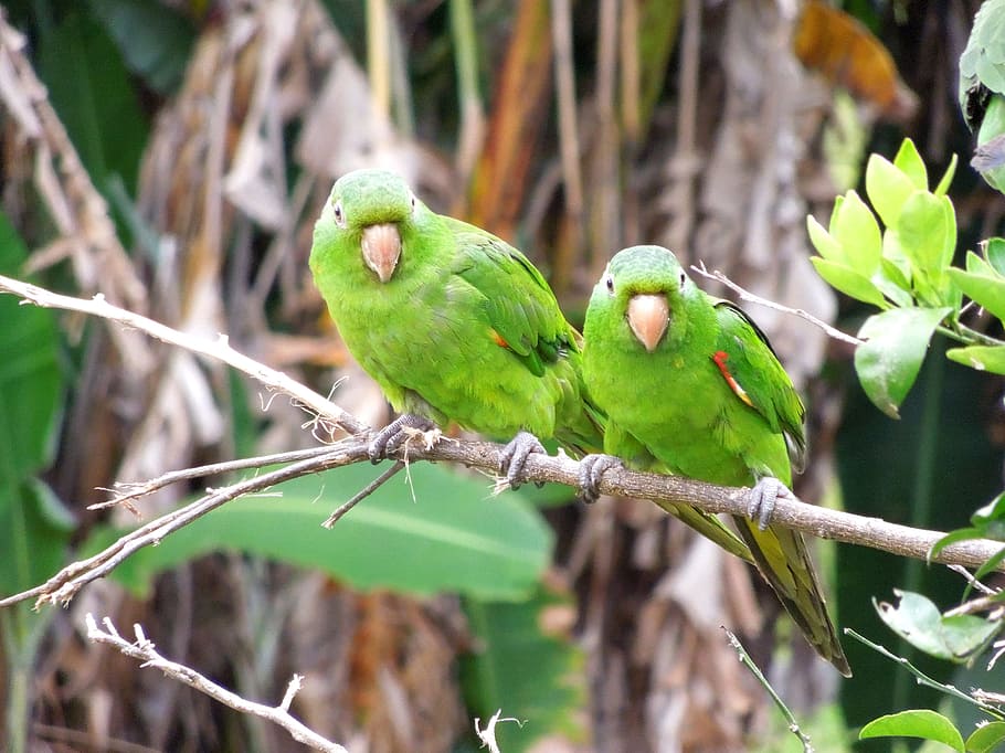 maritaca, lloro, llorer, ocell, aus tropicals, birdie, naturalesa, vertebrats, temes d'animals, animal, posat, fauna animal, branca, animals a la natura, color verd, arbre, centrar-se en primer pla, grup d’animals, planta, dos animals, periquito, cap gent, dia, part de la planta, a l'aire lliure, 2K