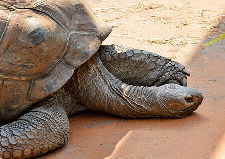 turtle, reptile, tortoise, tortoise shell, giant tortoise, zoo, panzer, armored, slowly, tierpark hellabrunn, creature, animal themes, animal, animal wildlife, one animal, animals in the wild, vertebrate, no people, animal body part, nature, close-up, day, land, outdoors, high angle view, animals in captivity, animal shell, shell, animal head, animal scale, 4K, CC0, public domain, royalty free
