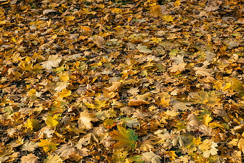 fulles caigudes, naturalesa, tardor, full, groc, temporada, color taronja, a l'aire lliure, color daurat, octubre, bosc, multicolor, imatge en color, marró, colors, caient, arbre d'auró, caure, fons, vermell, parc - l'home va fer espai, bellesa a la natura, color vibrant, fulla d'auró, cap gent, arbre, gran grup d’animals, canvi, part de la planta, fulles, marc complet, abundància, dia, vista d’angle alt, camp, terra, sec, fragilitat, gran grup d'objectes, condició natural, col·lecció de tardor, 4K, CC0, domini públic, lliure de regalies