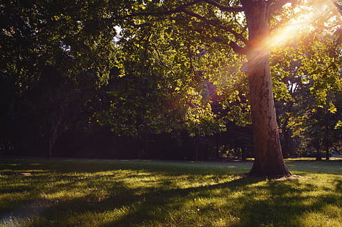 parco, albero, sole, budapest, pianta, luce del sole, erba, natura, bellezza nella natura, crescita, la tranquillità, scena tranquilla, tronco d'albero, tronco, terra, scenics - natura, ombra, colore verde, riflesso lente, campo, raggio di sole, nessuno, all'aperto, streaming, 1080P, CC0, dominio pubblico, privo di copyright