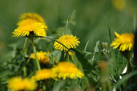 vår, løvetann, påske, gult, gress, gul, gress, blomst, anlegg, vekst, natur, sommer, blomstrende plante, skjørhet, friskhet, sårbarhet, skjønnhet i naturen, nærbilde, blomsterhodet, inflorescence, petal, selektiv fokusering, felt, ingen folk, land, utendørs, 2K, CC0, offentlig domene, opphavsrett gratis