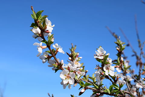 cirera, florir, fulles, primavera, flors blanques, flor, flors, naturalesa, blanc, Flors de cirerer, jardí, branca, brot, les fulles de la branca, cel, blau, arbre, arbre amb flors, arbres, pot, pètal, bonic, planta, a l'aire lliure, cap de flor, primer pla, bellesa a la natura, temporada, dia, cel clar, creixement, planta amb flors, fragilitat, frescor, vulnerabilitat, vista d’angle baix, cap gent, Ram de flors, flor de cirerer, 5K, CC0, domini públic, lliure de regalies