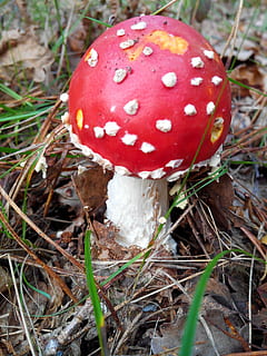 svamp, Skov, skove, efterår, kollektion, underskov, planter, natur, champignon, mad, grøntsag, fly agaric svampe, plante, rød, tæt på, paddehat, jord, ingen mennesker, vækst, dag, Mark, fokus på forgrunden, fik øje på, mad og drikke, sårbarhed, spiselige svampe, giftig, udendørs, 2K, CC0, offentligt domæne, royaltyfrie