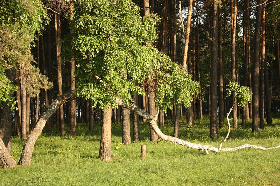 arc, bedoll, rus, bosc, planta, arbre, terra, tronc, tronc de l'arbre, herba, creixement, naturalesa, camp, tranquil·litat, color verd, dia, temes d'animals, animal, bellesa a la natura, escena tranquil·la, mamífer, fauna animal, cap gent, a l'aire lliure, 2K