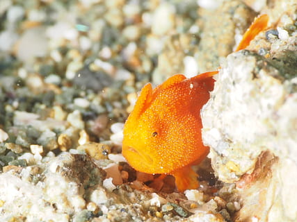 unter wasser, Anglerfisch, Tiere in freier Wildbahn, Tierwelt, Meer, Nahansicht, Tierthemen, Wasser, Tier, unterseeisch, Leben im Meer, orange Farbe, keine Leute, Marine, ein Tier, Natur, Schönheit in der Natur, Koralle, wirbellos, Fisch, 1080P, CC0, gemeinfrei, lizenzfrei