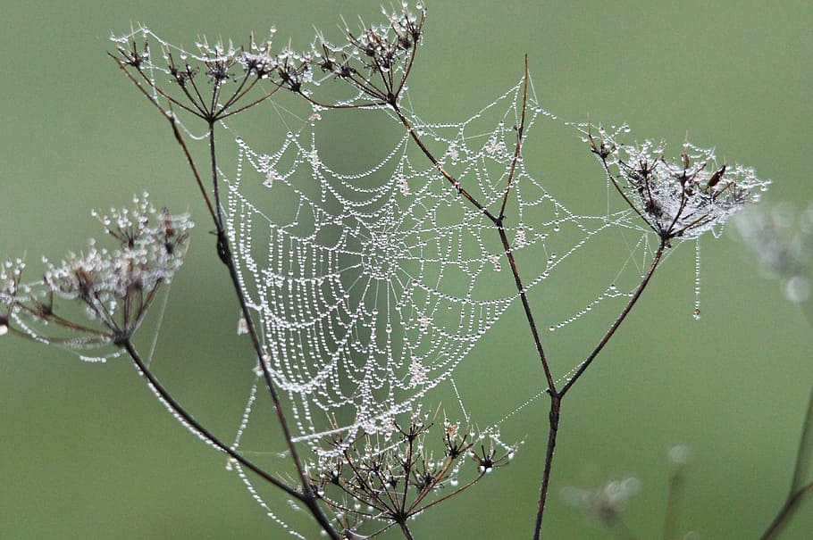 spindelvæv, dug, natur, edderkoppespind, edderkop, dråbe, tæt på, skrøbelighed, sårbarhed, fokus på forgrunden, plante, ingen mennesker, dag, skønhed i naturen, vand, udendørs, vækst, våd, afdeling, forviklinger, ro, træ, kompleksitet, 4K