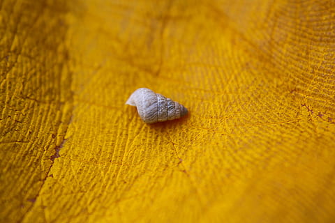 macro photography, snail, yellow, surface, photography, empty, shell, macro, seashell, closeup, paint, palm, hand print, print, hand, handprint, zoom, conch, wood - material, no people, close-up, selective focus, textured, animal wildlife, animal, nature, food, food and drink, invertebrate, pattern, full frame, still life, textile, animal themes, day, indoors, 5K, CC0, public domain, royalty free