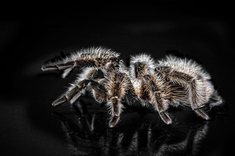 selectiu, focalitzar la fotografia, taràntula, arachnophobisch, aranya, pelut, horripilant, por, animal, insecte, risc, exòtic, macro, repugne, terrari, aràcnids, perillós, naturalesa, repugnant, color negre, primer pla, fantasmal, temes d'animals, cap gent, invertebrat, artròpode, un animal, tir de l'estudi, fons negre, fauna animal, animals a la natura, pèl d’animals, a l'interior, cames d’animal, verinós, 2K