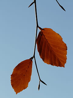 frunze, pereche, fag, Două, ambii, fagus sylvatica, Fagus, Foioase, toamna de aur, aurul octombrie, toamnă, octombrie, pădure, de aur, luminos, soare, lumina din spate, colorat, culoare, în aer liber, zi, nici o persoana, fragilitate, natură, parte a plantelor, cer, cer senin, a închide, culoare portocalie, Schimbare, plantă, vedere unghiulară joasă, vena frunzelor, frumusețe în natură, uscat, lumina soarelui, vulnerabilitate, starea naturala, 2K, CC0, domeniu public, fără drepturi de autor