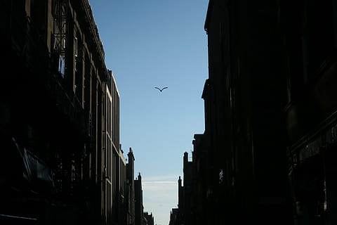 fliegend, Vogel, Gebäude, tagsüber, schwarz, Blau, Himmel, die Architektur, Infrastruktur, dunkel, keine Leute, Tag, draußen, Gebäudehülle, gebaute Struktur, Flachwinkelansicht, Tierthemen, Wirbeltier, Tier, Transportmittel, in der Luft, Stadt, Tiere in freier Wildbahn, Tierwelt, Luftfahrzeug, Transport, Flugzeug, 1080P