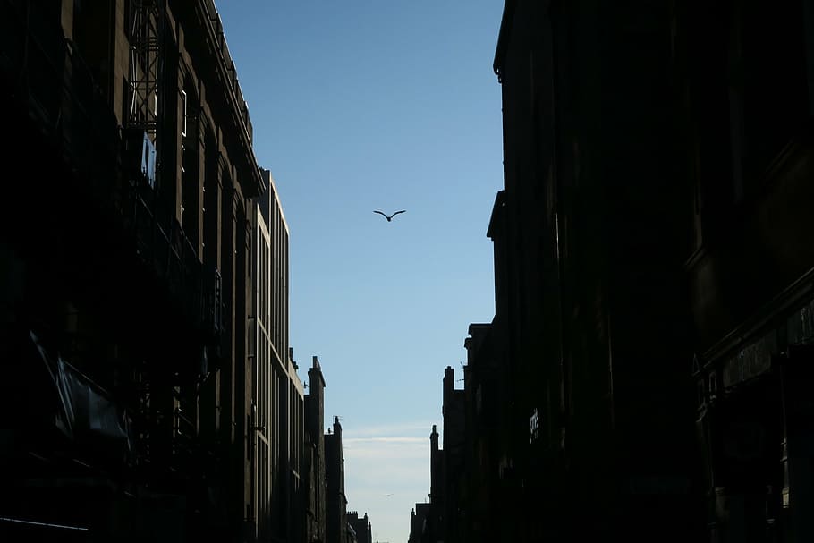 volant, ocell, edificis, durant el dia, negre, blau, cel, arquitectura, edifici, infraestructura, fosc, cap gent, dia, a l'aire lliure, exterior de l'edifici, estructura construïda, vista d’angle baix, temes d'animals, vertebrats, animal, manera de transport, a l'aire, ciutat, animals a la natura, fauna animal, vehicle aeri, transport, avió, 1080P