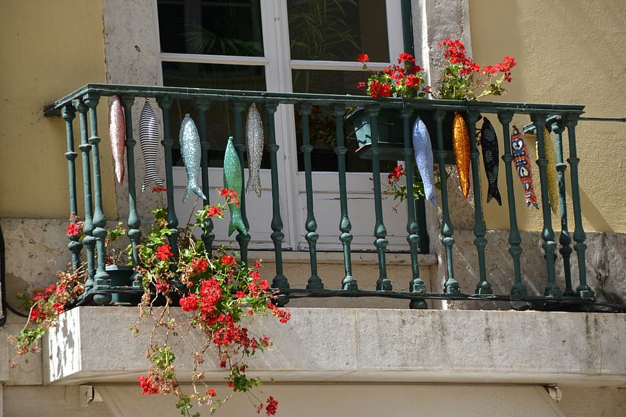 fisk, balkon, vindue, facade, bygning, arkitektur, hjem, hus facade, Portugal, plante, blomst, blomstrende plante, ingen mennesker, bygning udvendig, bygget struktur, natur, potteplante, vækst, dag, hængende, murbygningsfunktion, vindues boks, udendørs, friskhed, blomsterkrukke, arrangement, 4K