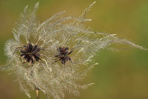 naturaleza, mismo, cerrar, macro, filigrana, semillas voladoras, multiplicación, oferta, multa, blanco, verde, otoño, sensible, de cerca, invertebrado, insecto, animal, fauna animal, animales en la naturaleza, fragilidad, planta, temas de animales, centrarse en primer plano, un animal, nadie, vulnerabilidad, araña, flor, belleza en la naturaleza, crecimiento, arácnido, planta floreciendo, al aire libre, semilla de diente de león, 5K, CC0, dominio público, libre de derechos