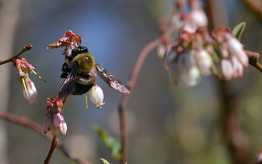 abella, nabiu, pol·linitzador, primavera, fruita, bumble bee, insecte, polinització, florir, planta, flor, planta amb flors, temes d'animals, invertebrat, animal, fragilitat, animals a la natura, fauna animal, un animal, primer pla, creixement, bellesa a la natura, vulnerabilitat, frescor, naturalesa, centrar-se en primer pla, enfocament selectiu, pètal, cap gent, cap de flor, a l'aire lliure, pol·len, 1080P, CC0, domini públic, lliure de regalies