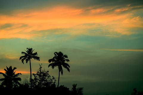 paisaje, cielo, puesta de sol, nubes, cocos, al aire libre, palmeras, silueta, árbol, belleza en la naturaleza, nube - cielo, palmera, clima tropical, paisajes - naturaleza, tranquilidad, escena tranquila, planta, naturaleza, nadie, crecimiento, color naranja, idílico, cielo dramático, escena no urbana, palmera de coco, cielo romantico, arbol tropical, 5K, CC0, dominio público, libre de derechos
