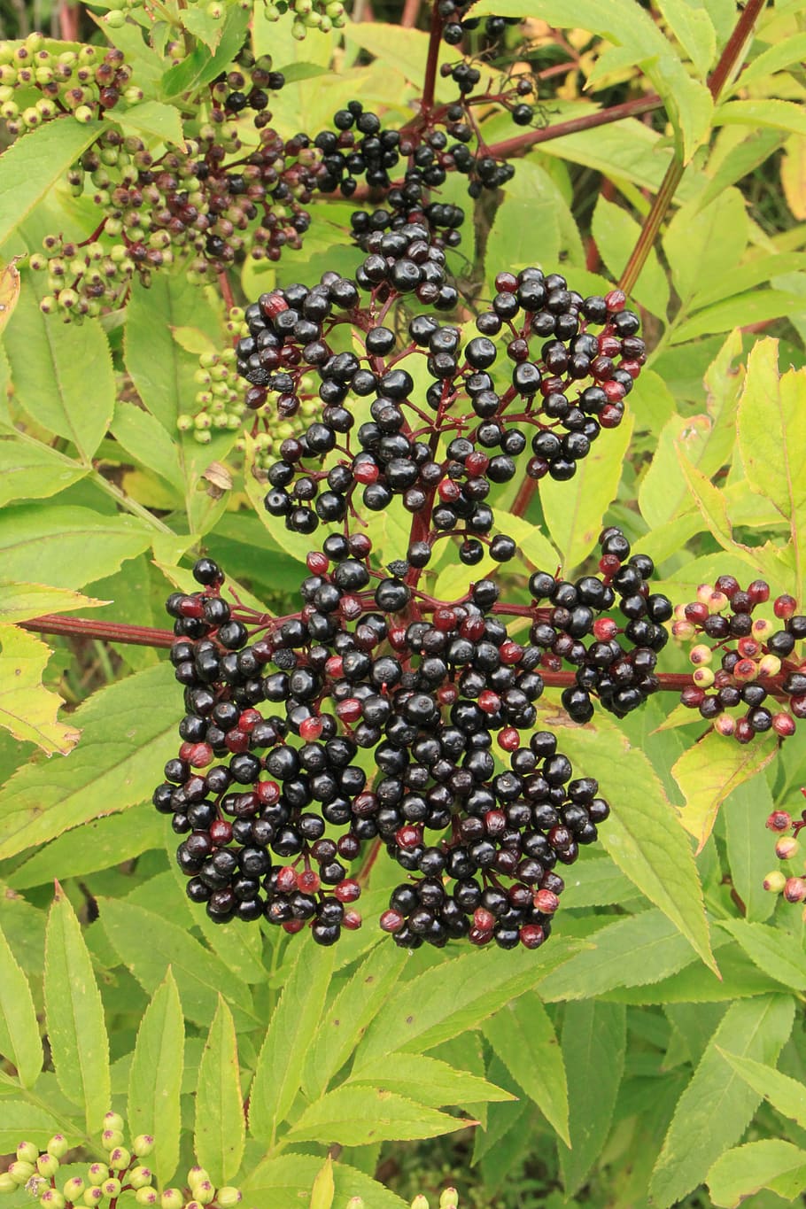 baies, negre, danewort, ebulus, major, sambucus, fruita, plantes, menjar i beguda, alimentació saludable, menjar, planta, part de la planta, creixement, full, frescor, naturalesa, color verd, agricultura, benestar, munt, cap gent, arbre, terra, camp, primer pla, raïm, madur, a l'aire lliure, elaboració de vins, plantació, 4K