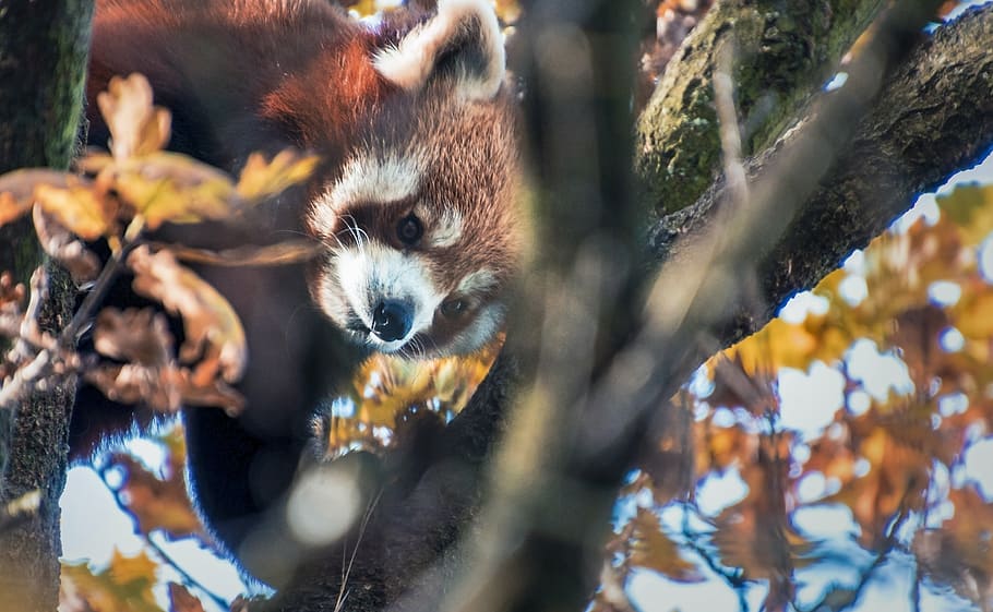panda vermell, bonic, pujades, arbre, tardor, fulles, món animal, branca, pell, dolç, panda, mamífer, zoo, naturalesa, tancar, zurich, en perill d’extinció, escalador, vermell, cel, ulls, musell blanc, ailurus fulgens, cara, escalada, animal, vida salvatge, a l'aire lliure, bosc, temes d'animals, un animal, planta, fauna animal, animals a la natura, cap gent, vertebrats, full, enfocament selectiu, part de la planta, retrat, dia, mapache, cap d’animals, petit, bigotis, 5K