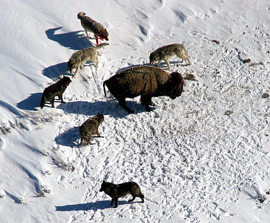pakke, ulve jagt, ulve, ulv, bison, bøffel, omgivet, klar til at angribe, natur, uden for, vinter, sne, is, luftfoto, Land, landskabet, dyreliv, angreb, Yellowstone National Park, wyoming, dyr, dyr og kæledyr, udendørs, dyr i naturen, dyre temaer, pattedyr, gruppe af dyr, hvirveldyr, høj vinkel visning, kold temperatur, Mark, ingen mennesker, dag, kæledyr, indenlandske, jord, husdyr, hunde, snedækket bjerg, 1080P, CC0, offentligt domæne, royaltyfrie