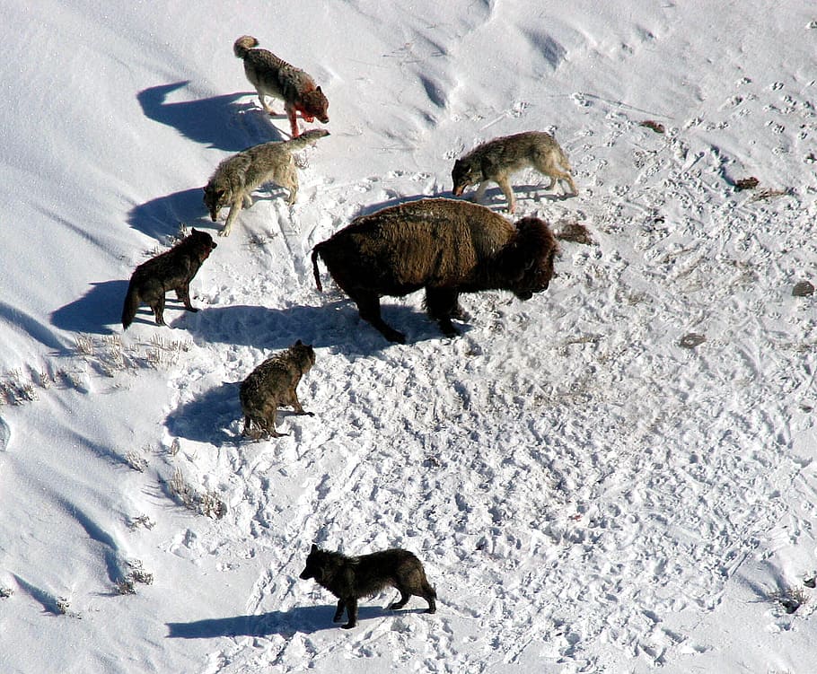 pacco, caccia ai lupi, lupi, lupo, bisonte, bufalo, circondato, pronto ad attaccare, natura, al di fuori, inverno, la neve, ghiaccio, vista aerea, nazione, campagna, attacco, Parco Nazionale di Yellowstone, Wyoming, animale, animali e animali domestici, all'aperto, animali allo stato selvatico, fauna selvatica, temi animali, mammifero, gruppo di animali, vertebrato, vista dall'alto, temperatura fredda, campo, nessuno, giorno, animali domestici, domestico, terra, canino, montagna innevata, 1080P
