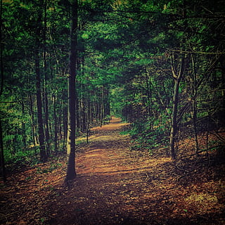 foresta, sentiero, alberi, natura, paesaggio, paesaggio forestale, parco, fogliame, all'aperto, luce, naturale, panoramico, stagione, boschi, strada, luminosa, autunno, ambiente, le foglie, luce del sole, alberi forestali, estate, scena, sole, scenario, camminare, paesaggio naturale, soleggiato, primavera, foglia, pianta, piantagione di alberi, verde, albero, terra, direzione, la tranquillità, la strada davanti, scena tranquilla, bellezza nella natura, scena non urbana, bosco, crescita, nessuno, giorno, scenics - natura, idilliaco, prospettiva decrescente, pista, 1080P, CC0, dominio pubblico, privo di copyright