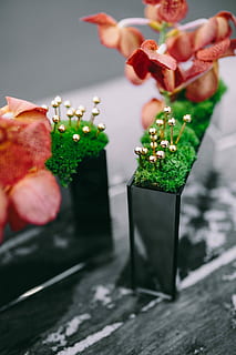 ornamental, plants, rectangular, boxes, Miniature, ornamental plants, box, small, plant, decoration, ornament, mini, freshness, flower, close-up, food, no People, red, food and drink, indoors, studio shot, table, flowering plant, beauty in nature, nature, selective focus, petal, focus on foreground, wood - material, still life, day, flower head, flower arrangement, 2K