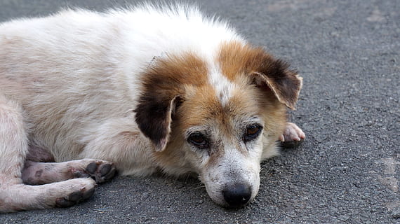 cane, animale domestico, aspettare, un animale, temi animali, animale, mammifero, canino, domestico, animali domestici, rilassamento, strada, nessuno, vertebrato, città, giorno, vista dall'alto, sdraiarsi, ritratto, sentiero, analizzare, cercare, guardare, testa di animale, depressione - tristezza, 4K, CC0, dominio pubblico, privo di copyright