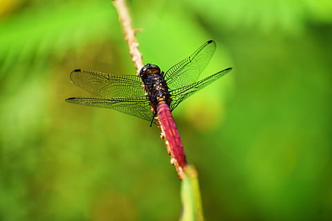 selettivo, fotografia a fuoco, rosso, libellula, vite vegetale, insetto, ala, macro, bastone, invertebrato, temi animali, fauna selvatica, animali allo stato selvatico, un animale, animale, colore verde, ala animale, avvicinamento, pianta, natura, concentrarsi sulle conoscenze acquisite, nessuno, giorno, bellezza nella natura, foglia, parte vegetale, all'aperto, occhio animale, 5K, CC0, dominio pubblico, privo di copyright