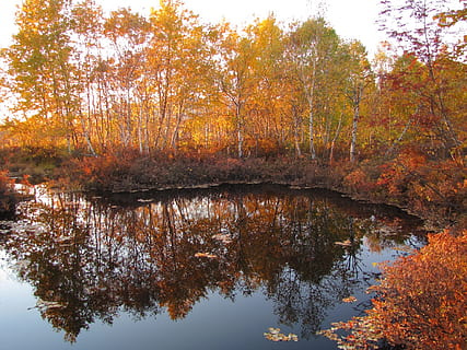 tardor, bosc, llac, reflexió, bosc de tardor, tardor daurat, fulles de tardor, colors de la tardor, listopad, cel, núvols, arbre, canvi, aigua, planta, bellesa a la natura, tranquil·litat, color taronja, naturalesa, escenics - natura, escena tranquil·la, cap gent, dia, idíl·lic, full, part de la planta, creixement, a l'aire lliure, col·lecció de tardor, caure, condició natural, 1080P, CC0, domini públic, lliure de regalies