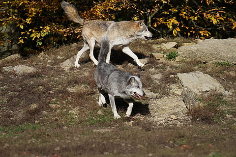 lupi, lupi di legname, predatore, Canada, pacco, fotografia naturalistica, animale da soma, animale selvaggio, Scheu, in via di estinzione, mangiare, animale, temi animali, mammifero, gruppo di animali, animali allo stato selvatico, fauna selvatica, vertebrato, nessuno, giorno, due animali, natura, terra, campo, all'aperto, pianta, roccia, giovane animale, roccia - oggetto, famiglia di animali, 5K, CC0, dominio pubblico, privo di copyright