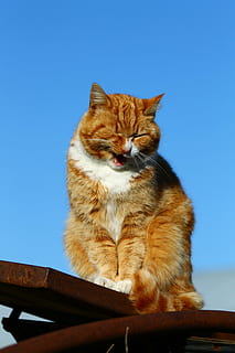 Katze, Kätzchen, Tiere, flauschige, katzenartig, Haustiere, Tier, Hauskatze, inländisch, Tierthemen, Säugetier, ein Tier, Wirbeltier, keine Leute, Himmel, Sitzung, Blau, klarer Himmel, Holz - Material, Dach, Tag, Whisker, Mund offen, rote Katze, 4K, CC0, gemeinfrei, lizenzfrei