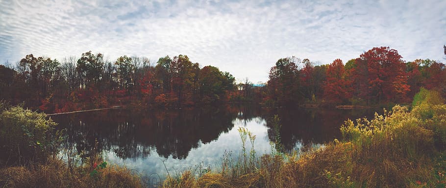alberi che circondano il lago, Marrone, alberi di foglie, accanto, corpo, acqua, lago, albero, autunno, riflessione, foresta, all'aperto, natura, scenario, paesaggio, splendido scenario, foglia, panorama, nube, pianta, bellezza nella natura, la tranquillità, scena tranquilla, scenics - natura, modificare, nessuno, cielo, terra, scena non urbana, ambiente, bosco, collezione autunnale, bosco di pini, lago di riflessione, albero di conifere, 5K