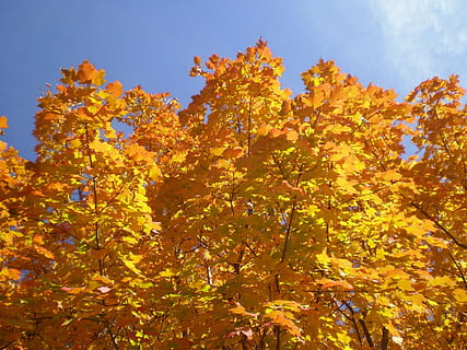 arbres, maple, caure, colors, fulles, fullatge, daurat, naturalesa, tardor, full, arbre, groc, temporada, a l'aire lliure, bosc, color daurat, multicolor, color taronja, planta, bellesa a la natura, canvi, creixement, vista d’angle baix, cel, cap gent, dia, part de la planta, branca, llum solar, flor, planta amb flors, fulla d'auró, condició natural, col·lecció de tardor, 720P, CC0, domini públic, lliure de regalies