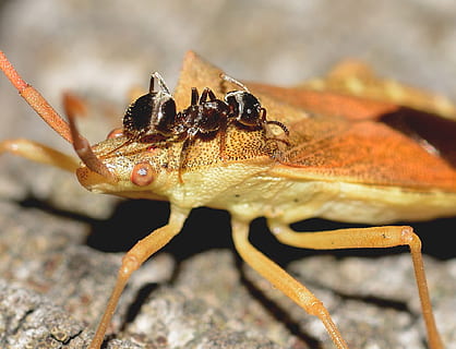 hemiptera, formica, insetto, macro, natura, insetti, animale, avvicinamento, temi animali, fauna selvatica, animali allo stato selvatico, un animale, invertebrato, nessuno, concentrarsi sulle conoscenze acquisite, giorno, messa a fuoco selettiva, all'aperto, parte del corpo animale, parte vegetale, foglia, luce del sole, zoologia, occhio animale, 1080P, CC0, dominio pubblico, privo di copyright