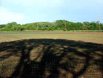 ombra, camp de blat de moro, granja, brutícia, llaurat, plantes, planta, arbre, cel, escena tranquil·la, tranquil·litat, medi ambient, naturalesa, creixement, herba, paisatge, camp, color verd, dia, terra, bellesa a la natura, cap gent, escenics - natura, llum solar, a l'aire lliure, 1080P, CC0, domini públic, lliure de regalies
