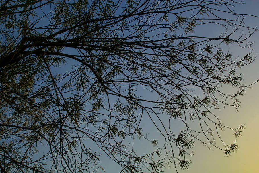 Abend, Baum, Natur, Landschaft, Waldlandschaft, Himmel, Sonnenuntergang, natürlich, keine Leute, draußen, Tag, Flachwinkelansicht, Ast, Pflanze, klarer Himmel, kahler Baum, Schönheit in der Natur, Wachstum, Ruhe, Silhouette, Komplexität, Blau, Sonnenlicht, Szenen - Natur, idyllisch, 5K