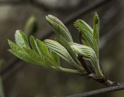 Rowan, foglia, albero, primavera, natura, Finlandia, ramo, pianta, parte vegetale, cibo, cibo e bevande, crescita, colore verde, avvicinamento, nessuno, concentrarsi sulle conoscenze acquisite, giorno, agricoltura, bellezza nella natura, erba, all'aperto, raccolto, medicina, verdura, 4K, CC0, dominio pubblico, privo di copyright